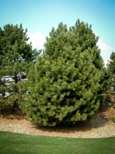 Сосна Чёрная (Pinus Nigra) купить по цене от 270.00р. в интернет-магазине «Посадика» с доставкой почтой в в Оханске и по всей России – [изображение №1].