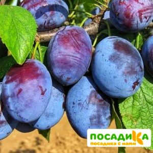 Слива Чачакская ранняя купить по цене от 229.00р. в интернет-магазине «Посадика» с доставкой почтой в в Оханске и по всей России – [изображение №1].