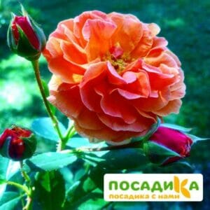 Роза Арабия купить по цене от 350.00р. в интернет-магазине «Посадика» с доставкой почтой в в Оханске и по всей России – [изображение №1].