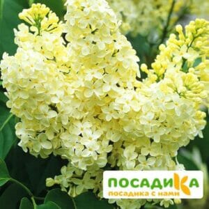 Сирень Примроуз (Primrose) купить по цене от 529.00р. в интернет-магазине «Посадика» с доставкой почтой в в Оханске и по всей России – [изображение №1].