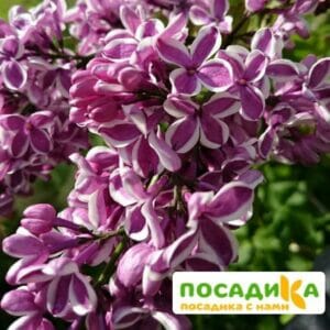 Сирень Сенсация купить по цене от 529.00р. в интернет-магазине «Посадика» с доставкой почтой в в Оханске и по всей России – [изображение №1].