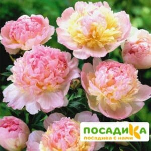 Пион Распберри Сандей (Paeonia Raspberry Sundae) купить по цене от 959р. в интернет-магазине «Посадика» с доставкой почтой в в Оханске и по всей России – [изображение №1].