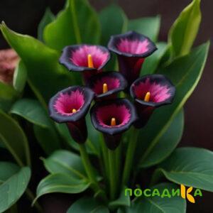 Калла Аура Лейс купить по цене от 400р. в интернет-магазине «Посадика» с доставкой почтой в в Оханске и по всей России – [изображение №1].