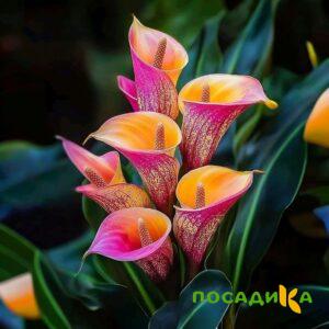 Калла Оникс купить по цене от 450р. в интернет-магазине «Посадика» с доставкой почтой в в Оханске и по всей России – [изображение №1].