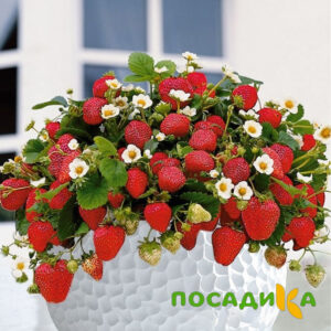 Клубника Рубиновый Шепот (горшечная) купить по цене от 240р. в интернет-магазине «Посадика» с доставкой почтой в в Оханске и по всей России – [изображение №1].
