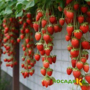 Клубника вьющаяся Комплимент купить по цене от 470р. в интернет-магазине «Посадика» с доставкой почтой в в Оханске и по всей России – [изображение №1].