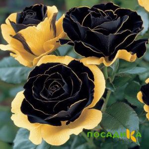 Роза Ханни Сикл купить по цене от 700р. в интернет-магазине «Посадика» с доставкой почтой в в Оханске и по всей России – [изображение №1].