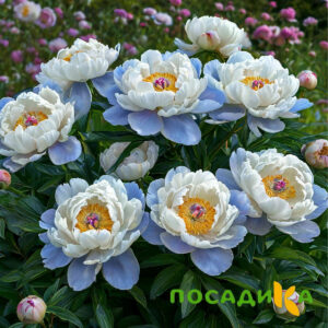 Пион акварельный Этюд купить по цене от 806р. в интернет-магазине «Посадика» с доставкой почтой в в Оханске и по всей России – [изображение №1].