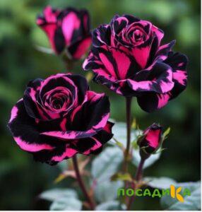 Роза Багровый Шепот купить по цене от 366р. в интернет-магазине «Посадика» с доставкой почтой в в Оханске и по всей России – [изображение №1].