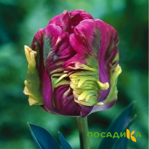 Тюльпан Экзотик Хэвен купить по цене от 186р. в интернет-магазине «Посадика» с доставкой почтой в в Оханске и по всей России – [изображение №1].