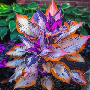 Хоста Эмеральд Тиара купить по цене от 602р. в интернет-магазине «Посадика» с доставкой почтой в в Оханске и по всей России – [изображение №1].