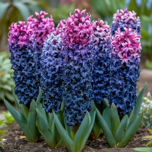 Гиацинт Блю Спринг купить по цене от 2099р. в интернет-магазине «Посадика» с доставкой почтой в в Оханске и по всей России – [изображение №1].