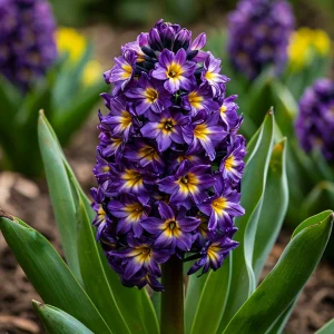 Гиацинт Вельвет Колор купить по цене от 2099р. в интернет-магазине «Посадика» с доставкой почтой в в Оханске и по всей России – [изображение №1].