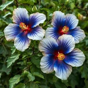 Гибискус Илюжн Вилью купить по цене от 259р. в интернет-магазине «Посадика» с доставкой почтой в в Оханске и по всей России – [изображение №1].