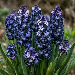 Гиацинт Блум Клауд купить по цене от 2099р. в интернет-магазине «Посадика» с доставкой почтой в в Оханске и по всей России – [изображение №1].