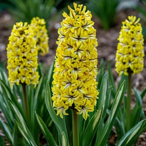 Гиацинт Сансет Голд купить по цене от 2099р. в интернет-магазине «Посадика» с доставкой почтой в в Оханске и по всей России – [изображение №1].