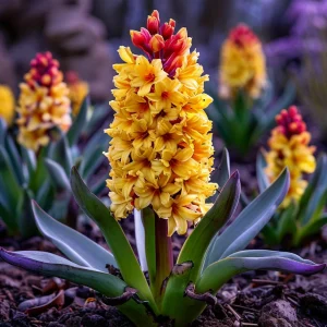 Гиацинт Миднайт Мистери купить по цене от 2099р. в интернет-магазине «Посадика» с доставкой почтой в в Оханске и по всей России – [изображение №1].