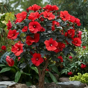 Гибискус Миднайт Роуз купить по цене от 269р. в интернет-магазине «Посадика» с доставкой почтой в в Оханске и по всей России – [изображение №1].