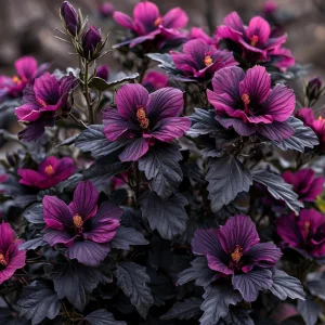 Гибискус Корал Чарм купить по цене от 271р. в интернет-магазине «Посадика» с доставкой почтой в в Оханске и по всей России – [изображение №1].