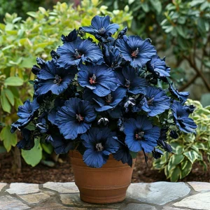 Гибискус Селестиал Флейм купить по цене от 326р. в интернет-магазине «Посадика» с доставкой почтой в в Оханске и по всей России – [изображение №1].